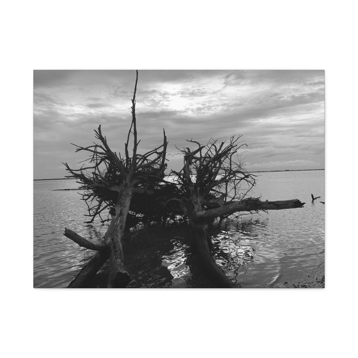 Washed Ashore