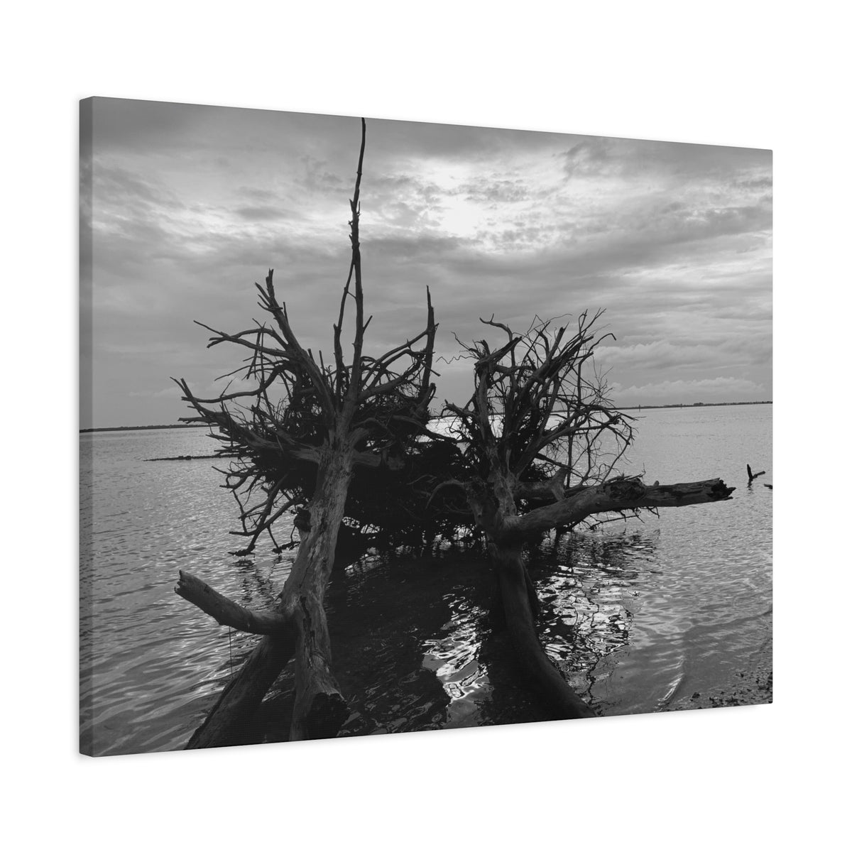 Washed Ashore