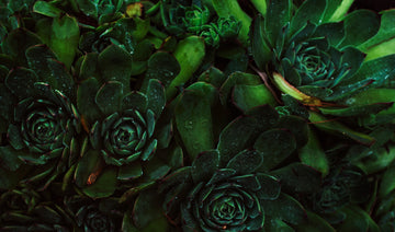 Plant the Seeds